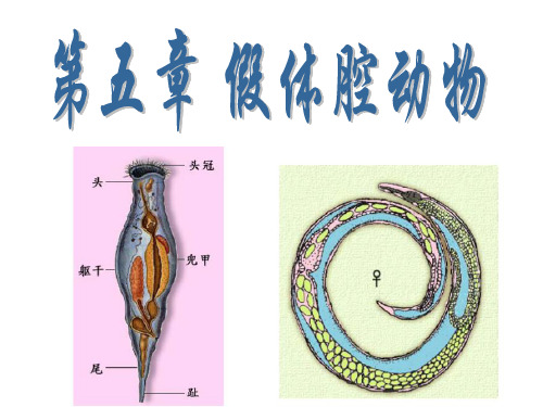 第五章 假体腔动物