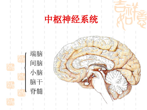 脊髓和脑干