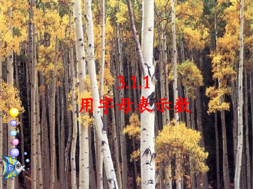 统编华东师大版七年级数学上册优质课件 1.用字母表示数