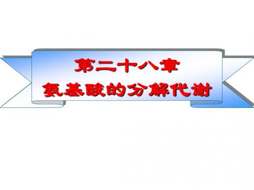 第30章氨基酸分解代谢