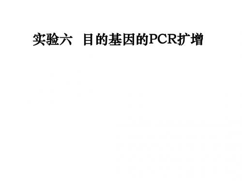 实验六目的基因的PCR扩增