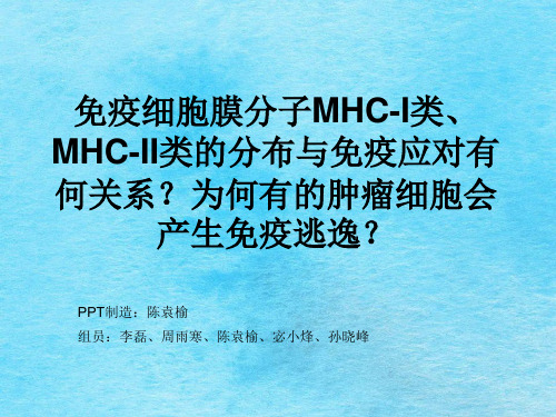 免疫细胞膜分子MHCI类MHCII类的分布与免疫应答有何的关系ppt课件