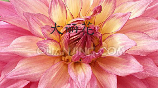 大丽花ppt