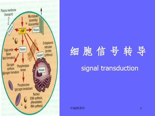 细胞信号传导途径ppt课件