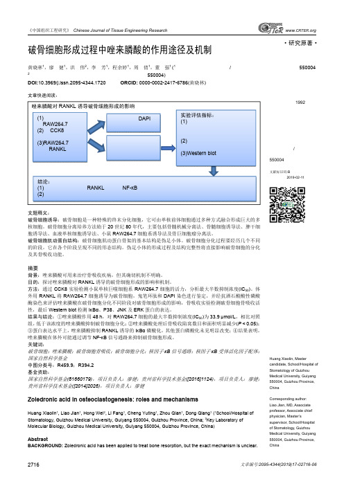 破骨细胞形成过程中唑来膦酸的作用途径及机制