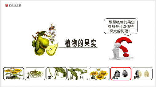 青岛版三年级科学下册课件：植物的果实 (2)