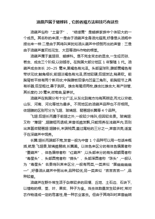 油葫芦属于蟋蟀科，它的养殖方法和技巧有这些