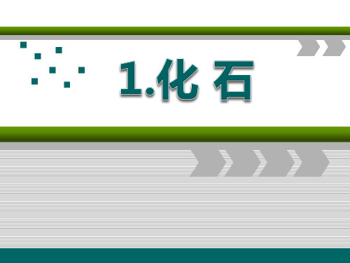 小学六年级下册科学《化石》PPT优质课件