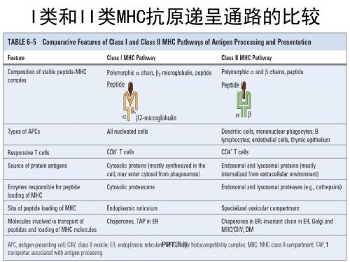 免疫学--B细胞发育、活化、分化与效应机制  ppt课件