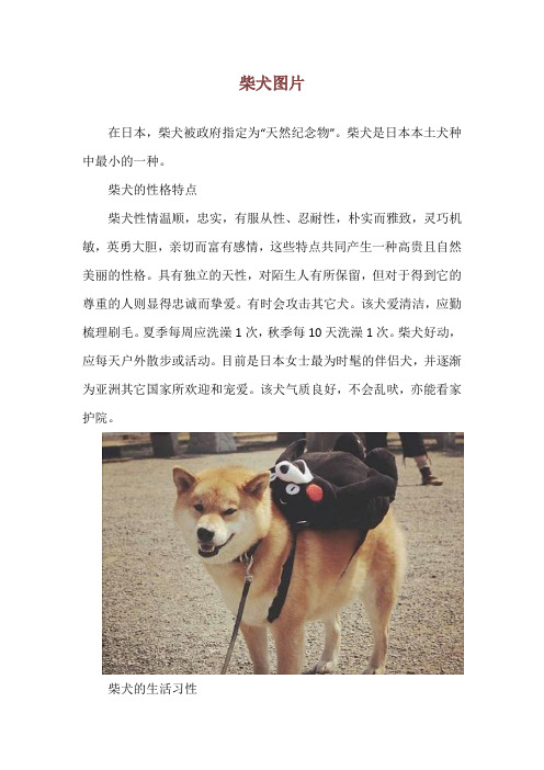 柴犬图片_精品文档