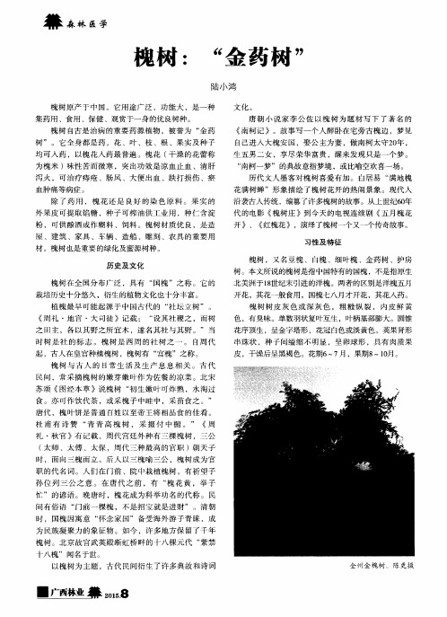 槐树：“金药树”