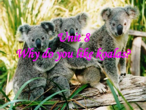 鲁教版六年级下册 Why do you like koalas PPT课件