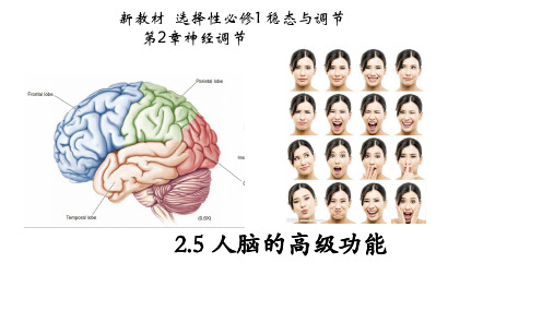 生物人教版(2019)选择性必修1 2.5人脑的高级功能(共47张ppt)