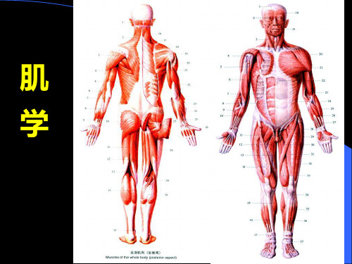 肌总论、躯干肌、头颈肌课件