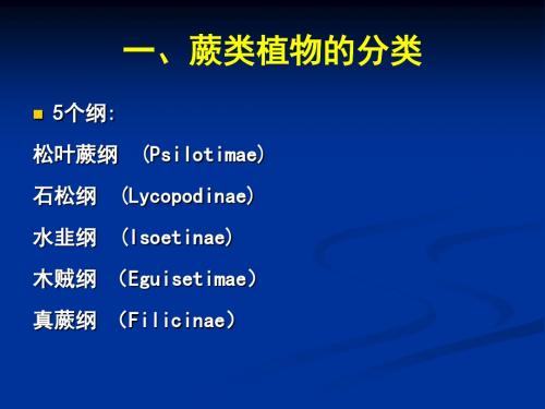 普通生物学-20蕨类植物和裸子植物的分类