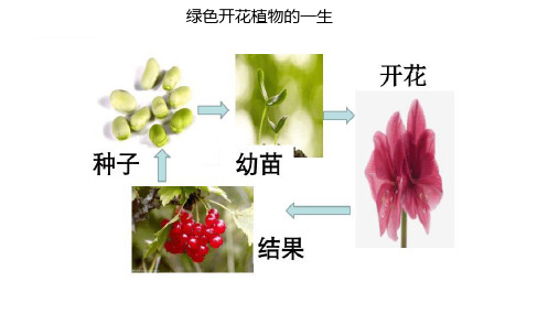 4.1绿色开花植物的一生课件2023--2024学年济南版生物八年级上册