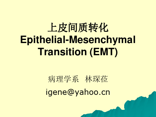 EMT上皮间质转化 PPT课件