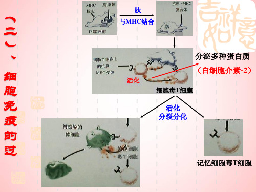 高中生物PPT课件特异性免疫