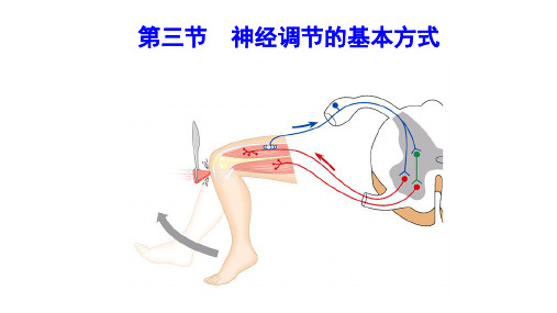 4.6.3 神经调节的基本方式新  多媒体课件(共33张PPT) 人教版生物 七年级下册