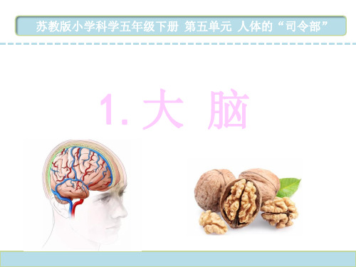 苏教版五年级科学下册大脑