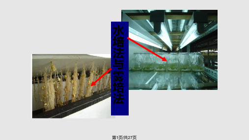 马铃薯的脱毒培养快繁PPT课件