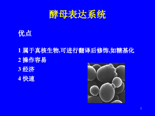 第三章基因表达系统大肠杆菌表达系统