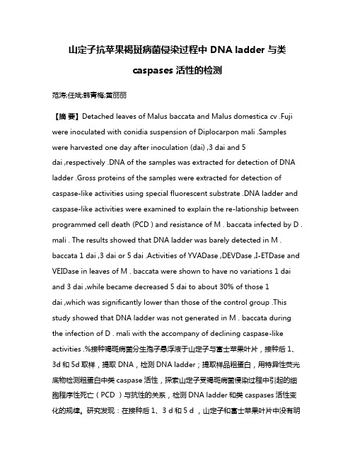 山定子抗苹果褐斑病菌侵染过程中 DNA ladder 与类 caspases 活性的检测