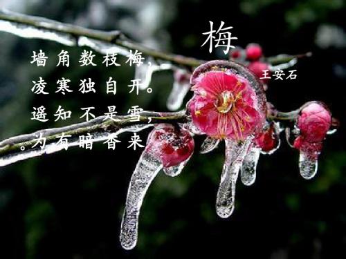 踏雪寻梅课件