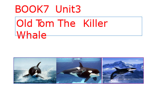 高中英语《Book7 Unit 3 Old Tom the Killer Whal》优质教学课件