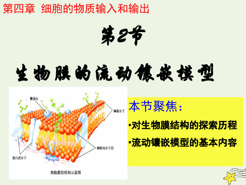 高中生物第四章细胞的物质输入和输出第2节生物膜的流动镶嵌模型课件1必修1