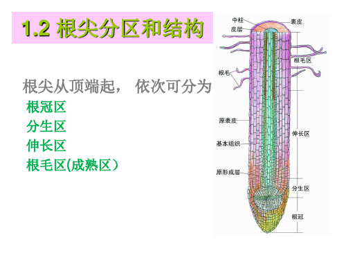 根的构造