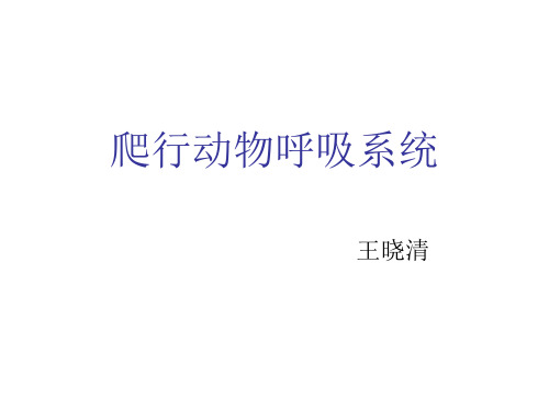 爬行动物呼吸系统