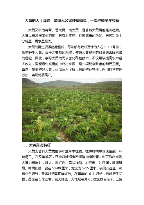 大黄的人工栽培：掌握无公害种植模式，一次种植多年收获