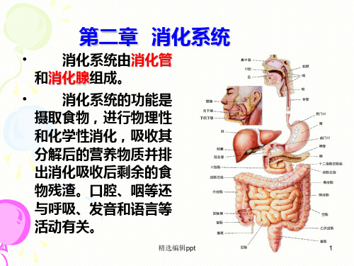 消化系统解剖ppt课件