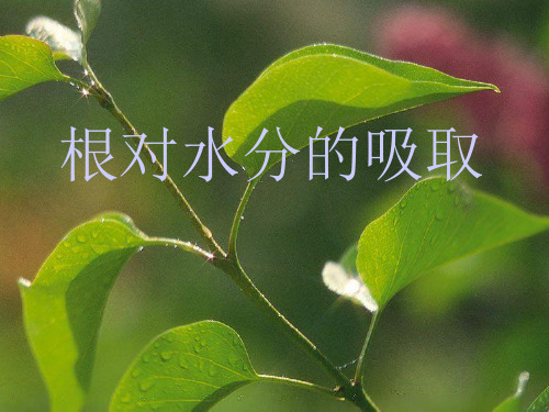 冀教版八上生物 3.根对水分的吸收 课件   