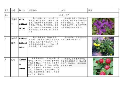 常用地被、花卉的简介