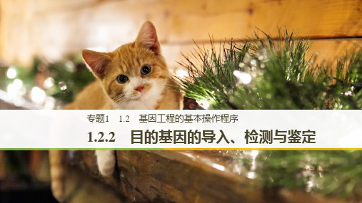 高中人教版生物选修三课件:专题1 1.2 基因工程的基本操作程序.2