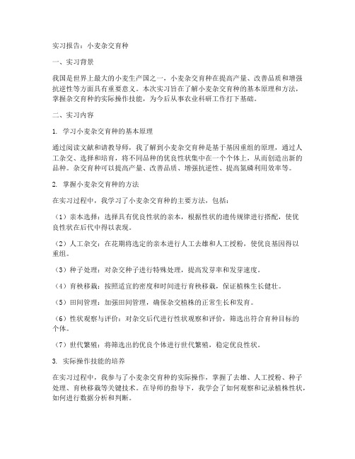 小麦杂交育种实习报告