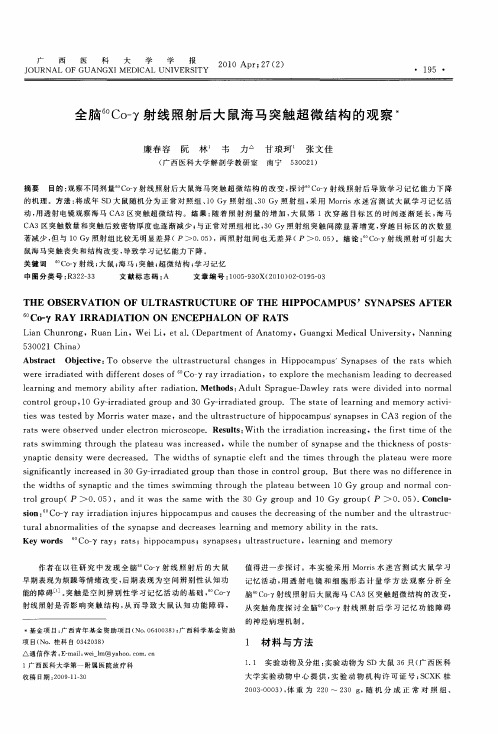 全脑 60Co-γ射线照射后大鼠海马突触超微结构的观察