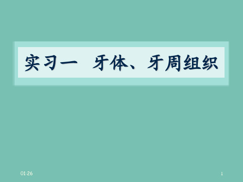 口腔组织病理学实验课牙体牙周组织多图