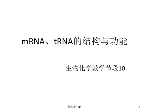 mRNA tRNA结构与功能ppt课件