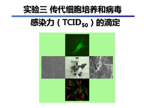 实验三 传代细胞培养和病毒感染力(TCID50)的滴定