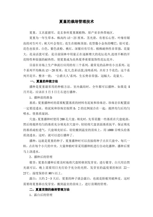 夏堇的栽培管理技术