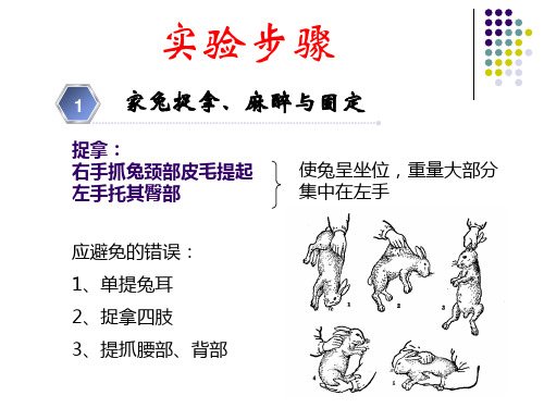 机能学实验家兔的捉拿麻醉气管插管