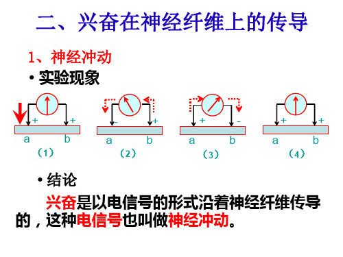 兴奋在神经纤维的传导过程