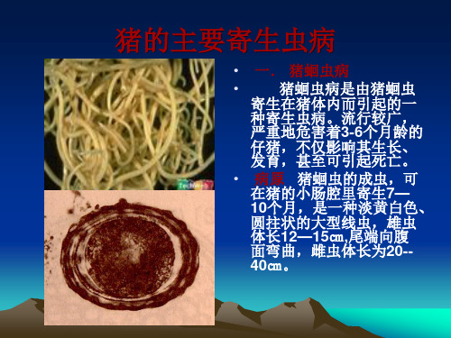 动物寄生虫病的防治