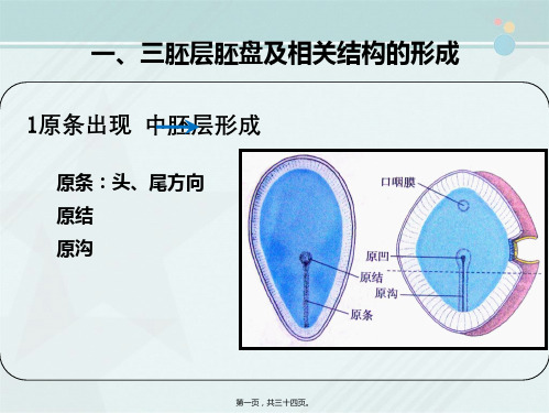 2021临床医学 胚胎发育-胚胎早期发育-三胚层分化及胚体形成