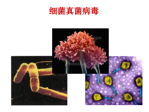 细菌、真菌、病毒PPT课件