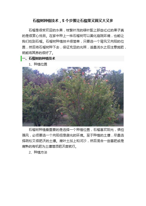 石榴树种植技术，5个步骤让石榴果又圆又大又多