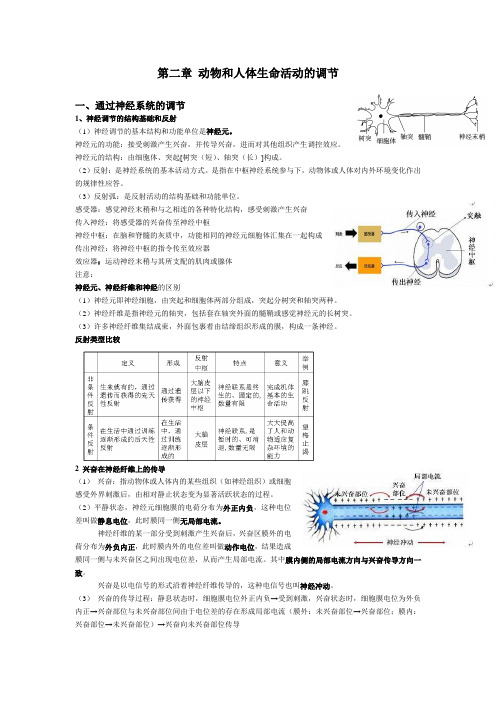 高中生物必修三第二章动物和人体生命活动的调节知识点